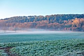 THE HYDE, HEREFORDSHIRE: WINTER, FROST, JANUARY, FIELD, ROW OF TREES, MIST, MISTY