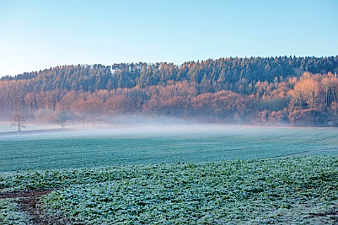 THE_HYDE_HEREFORDSHIRE_WINTER_FROST_JANUARY_FIELD_ROW_OF_TREES_MIST_MISTY