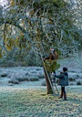THE HYDE, HEREFORDSHIRE: WINTER, FROST, JANUARY, SHANE CONNOLLY AND LILY MATILDA GATHERING, CUTTING MISTLETOE IN MISTLETOE WOOD, LADDER