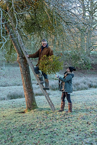 THE_HYDE_HEREFORDSHIRE_WINTER_FROST_JANUARY_SHANE_CONNOLLY_AND_LILY_MATILDA_GATHERING_CUTTING_MISTLE