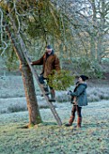 THE HYDE, HEREFORDSHIRE: WINTER, FROST, JANUARY, SHANE CONNOLLY AND LILY MATILDA GATHERING, CUTTING MISTLETOE IN MISTLETOE WOOD, LADDER