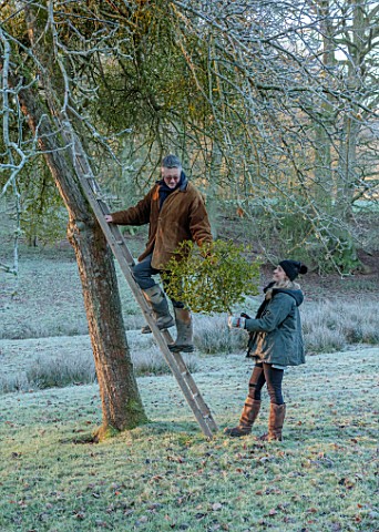 THE_HYDE_HEREFORDSHIRE_WINTER_FROST_JANUARY_SHANE_CONNOLLY_AND_LILY_MATILDA_GATHERING_CUTTING_MISTLE