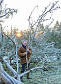 THE HYDE, HEREFORDSHIRE: WINTER, FROST, JANUARY, SHANE CONNOLLY CUTTING BRANCHES OFF A FALLEN TREE, MISTLETOE WOOD