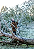 THE HYDE, HEREFORDSHIRE: WINTER, FROST, JANUARY, SHANE CONNOLLY CUTTING BRANCHES OFF A FALLEN TREE, MISTLETOE WOOD