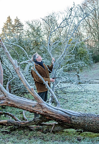 THE_HYDE_HEREFORDSHIRE_WINTER_FROST_JANUARY_SHANE_CONNOLLY_CUTTING_BRANCHES_OFF_A_FALLEN_TREE_MISTLE