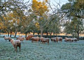 THE HYDE, HEREFORDSHIRE: WINTER, FROST, JANUARY, SHEEP IN THE MISTLETOE WOOD