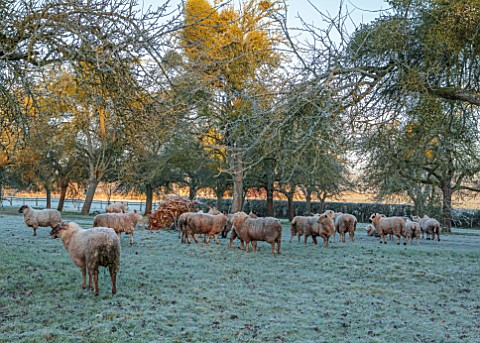 THE_HYDE_HEREFORDSHIRE_WINTER_FROST_JANUARY_SHEEP_IN_THE_MISTLETOE_WOOD