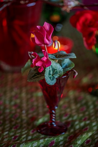 THE_HYDE_HEREFORDSHIRE_JANUARY_TABLE_DECORATION_BY_SHANE_CONNOLLY_CYCLAMEN_IN_RED_GOBLET