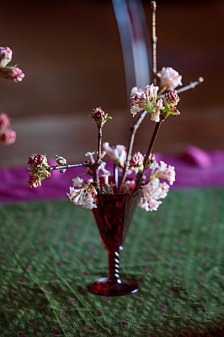 THE_HYDE_HEREFORDSHIRE_JANUARY_TABLE_DECORATION_BY_SHANE_CONNOLLY_VIBURNUM_BODNANTENSE_DAWN_IN_RED_G