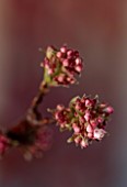 THE HYDE, HEREFORDSHIRE: JANUARY, TABLE DECORATION BY SHANE CONNOLLY, VIBURNUM BODNANTENSE DAWN
