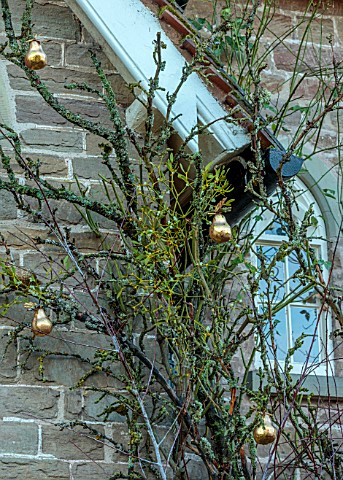 THE_HYDE_HEREFORDSHIRE_JANUARY_CHRISTMAS_DECORATIONS_ON_TREE_OUTSIDE_FRONT_DOOR_BY_SHANE_CONNOLLY_ME