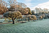 ROUSHAM, OXFORDSHIRE: JANUARY, FROST, FROSTY, WINTER, DAWN, SUNRISE, THE WALLED GARDEN, ESPALIERED APPLE TREES