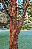 ROUSHAM, OXFORDSHIRE: JANUARY, WINTER, FROSTED, FROSTY, BARK OF ACER GRISEUM, TRUNK, PAPERBARK, MAPLES, TREES