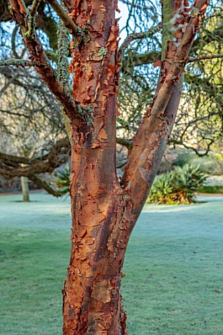 ROUSHAM_OXFORDSHIRE_JANUARY_WINTER_FROSTED_FROSTY_BARK_OF_ACER_GRISEUM_TRUNK_PAPERBARK_MAPLES_TREES
