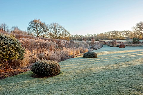SILVER_STREET_FARM_DEVON_WINTER_FROST_FROSTY_JANUARY_BORDERS_HEDGES_HEDGING_GRASSES_YEW_DOMES_VERBAS