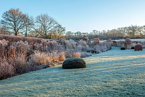 SILVER_STREET_FARM_DEVON_WINTER_FROST_FROSTY_JANUARY_BORDERS_HEDGES_HEDGING_GRASSES_YEW_DOMES_VERBAS
