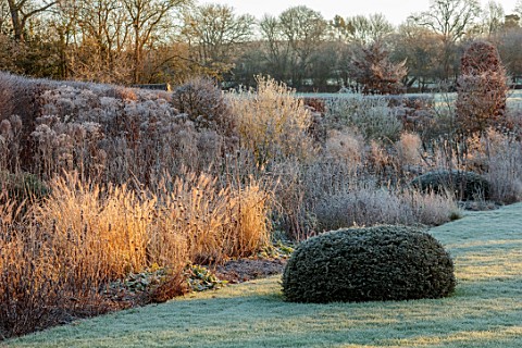 SILVER_STREET_FARM_DEVON_WINTER_FROST_FROSTY_JANUARY_BORDERS_HEDGES_HEDGING_GRASSES_YEW_DOME_VERBASC