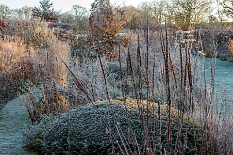 SILVER_STREET_FARM_DEVON_WINTER_FROST_FROSTY_JANUARY_BORDERS_HEDGES_HEDGING_GRASSES_YEW_DOME_LAWNS_P