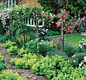 ROSES GROW ON ROPE SWAGS ABOVE BORDER WITH ALCHEMILLA MOLLIS SPILLING ONTO PATH. MRS GLAISHERS GDN. HILDENBOROUGH  KENT