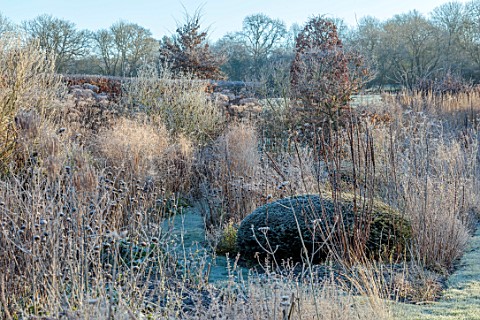 SILVER_STREET_FARM_DEVON_WINTER_FROST_FROSTY_JANUARY_BORDERS_HEDGES_HEDGING_GRASSES_YEW_DOME_LAWNS_P