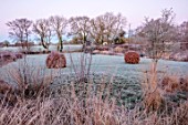 SILVER STREET FARM, DEVON: WINTER, FROST, FROSTY, JANUARY, BORDER, CLIPPED BEECH, CAMOMILE MOUND, COUNTRYSIDE BEYOND, WALL, GRASSES