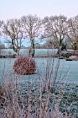 SILVER STREET FARM, DEVON: WINTER, FROST, FROSTY, JANUARY, BORDER, CLIPPED BEECH, CAMOMILE MOUND, COUNTRYSIDE BEYOND, WALL, GRASSES