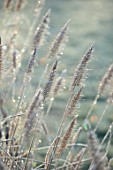 SILVER STREET FARM, DEVON: WINTER, FROST, FROSTY, JANUARY, FROSTED FLOWER HEADS OF GRASSES, PENNISETUM ALOPECUROIDES HAMELN, FOUNTAIN GRASS