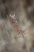 SILVER STREET FARM, DEVON: WINTER, FROST, FROSTY, JANUARY, FROSTED FLOWER HEADS OF GRASSES, PENNISETUM ALOPECUROIDES HAMELN, FOUNTAIN GRASS