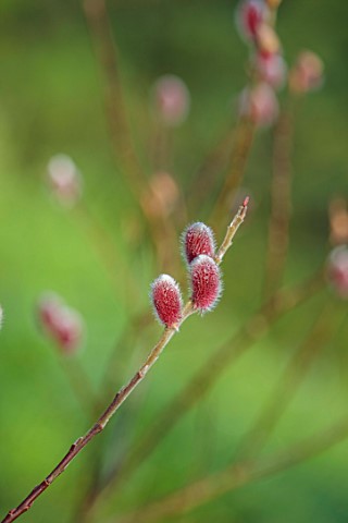 LOWER_BOWDEN_MANOR_BERKSHIRE_JANUARY_WINTER_RED_PINK_CATKINS_FLOWERS_OF_WILLOW_SALIX_GRACILISTYLA_MO