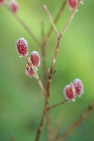 LOWER_BOWDEN_MANOR_BERKSHIRE_JANUARY_WINTER_RED_PINK_CATKINS_FLOWERS_OF_WILLOW_SALIX_GRACILISTYLA_MO