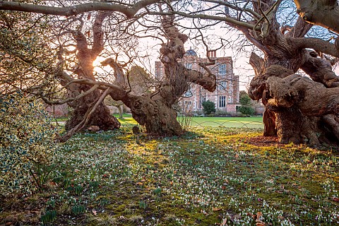 DODDINGTON_HALL_LINCOLN_SNOWDROPS_AND_THE_TRUNKS_OF_TREES_WITH_HALL_IN_BACKGROUND_LAWN_DRIFTS_CARPET