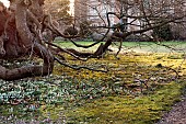 DODDINGTON HALL, LINCOLN: SNOWDROPS AND THE TRUNKS OF TREES WITH HALL IN BACKGROUND, LAWN, DRIFTS, CARPETS, BULBS, WINTER