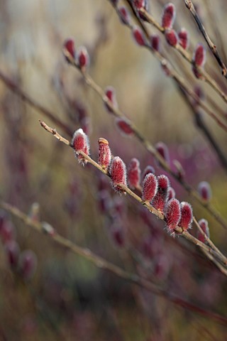 DODDINGTON_HALL_LINCOLN_PINK_FLOWERS_CATKINS_OF_WILLOW_SALIX_GRACILISTYLA_MOUNT_ASO_WILLOWS_DECIDUOU