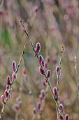 DODDINGTON HALL, LINCOLN: PINK FLOWERS, CATKINS OF WILLOW, SALIX GRACILISTYLA MOUNT ASO, WILLOWS, DECIDUOUS, SHRUBS, WINTER