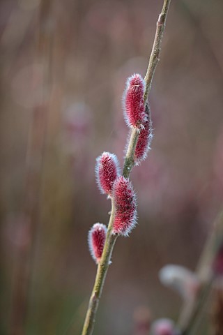 DODDINGTON_HALL_LINCOLN_PINK_FLOWERS_CATKINS_OF_WILLOW_SALIX_GRACILISTYLA_MOUNT_ASO_WILLOWS_DECIDUOU