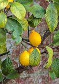 DODDINGTON HALL, LINCOLN: YELLOW FRUITS OF LEMONS GROWING AGAINST A WALL
