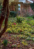 MOSS AND STONE FLORAL DESIGN, SUFFOLK: BRIGITTE GIRLING: SHEETS OF ACONITES, WINTER ACONITE, ERANTHIS HYEMALIS, WALLS, HELLEBORES