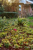 MOSS AND STONE FLORAL DESIGN, SUFFOLK: BRIGITTE GIRLING: SHEETS OF ACONITES, WINTER ACONITE, ERANTHIS HYEMALIS, WALLS, HELLEBORES
