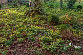 MOSS AND STONE FLORAL DESIGN, SUFFOLK: BRIGITTE GIRLING: SHEETS OF ACONITES, WINTER ACONITE, ERANTHIS HYEMALIS