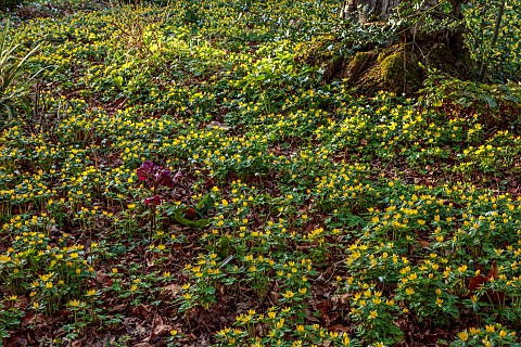 MOSS_AND_STONE_FLORAL_DESIGN_SUFFOLK_BRIGITTE_GIRLING_SHEETS_OF_ACONITES_WINTER_ACONITE_ERANTHIS_HYE