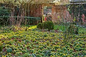 MOSS AND STONE FLORAL DESIGN, SUFFOLK: BRIGITTE GIRLING: SHEETS OF ACONITES, WINTER ACONITE, ERANTHIS HYEMALIS, WALLS