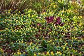 MOSS AND STONE FLORAL DESIGN, SUFFOLK: BRIGITTE GIRLING: SHEETS OF ACONITES, WINTER ACONITE, ERANTHIS HYEMALIS, HELLEBORES