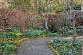 YORK GATE, LEEDS: SNOWDROPS, GALANTHUS, THE DELL, WINTER, PATHS, FOLIAGE, LEAVES, FEBRUARY