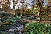 YORK GATE, LEEDS: SNOWDROPS, GALANTHUS, THE DELL, WINTER, PATHS, GOLDEN KING HOLLY, TREE FERNS, FOLIAGE, LEAVES, FEBRUARY, DICKSONIA ANTARCTICA