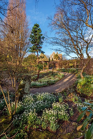 YORK_GATE_LEEDS_SNOWDROPS_GALANTHUS_THE_DELL_WINTER_PATHS_GOLDEN_KING_HOLLY_TREE_FERNS_FOLIAGE_LEAVE