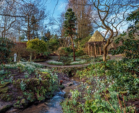 YORK_GATE_LEEDS_SNOWDROPS_GALANTHUS_THE_DELL_WINTER_PATHS_GOLDEN_KING_HOLLY_TREE_FERNS_FOLIAGE_LEAVE