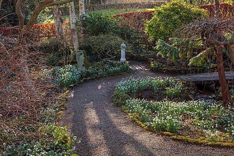 YORK_GATE_LEEDS_SNOWDROPS_GALANTHUS_THE_DELL_WINTER_PATHS_GOLDEN_KING_HOLLY_FOLIAGE_LEAVES_FEBRUARY_
