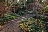 YORK GATE, LEEDS: SNOWDROPS, GALANTHUS, THE DELL, WINTER, PATHS, GOLDEN KING HOLLY, FOLIAGE, LEAVES, FEBRUARY