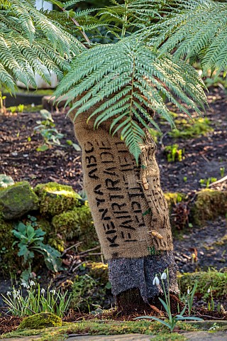 YORK_GATE_LEEDS_TREE_FERN_IN_THE_DELL_COVERED_FOR_WINTER_PROTECTION_DICKSONIA_ANTARCTICA_FEBRUARY