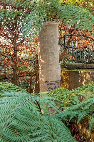 YORK_GATE_LEEDS_TREE_FERN_IN_THE_DELL_COVERED_FOR_WINTER_PROTECTION_DICKSONIA_ANTARCTICA_FEBRUARY